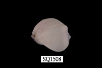 藏品(紫口珊瑚螺)的圖片